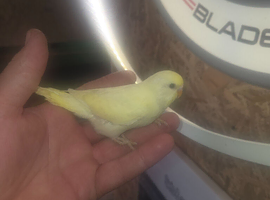 Budgies for sale