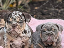 English bulldog puppies