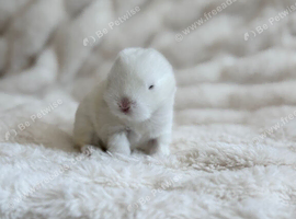 Mini lops available
