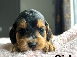 Lovely cockapoo puppies ready on 15th July