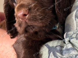 Cocker Spaniel Puppies