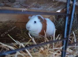 Guinea pig