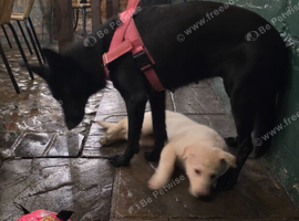 3 German Shepherd Girls Looking for Their Forever Homes