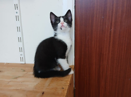 Kittens