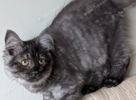 Beautiful Ragdoll x Maine Coon Girl Kitten