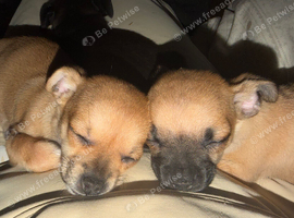 Chihuahuas craigavon area