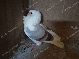Fancy pigeons for sale