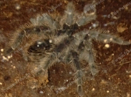 Salmon pink birdeater