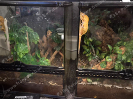 Male & female crested geckos for sale