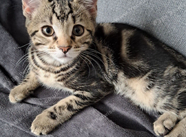 British Shorthair