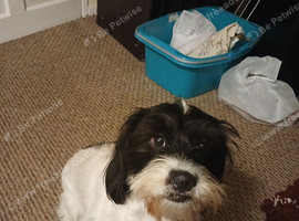 Small dog for sale