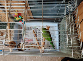 Parrot