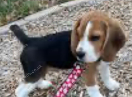Last puppie &pound;500 pedagree