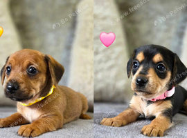 Last 2 Stunning Dorkie Puppies