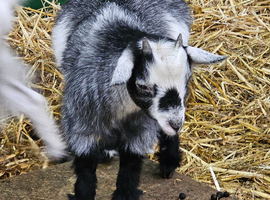 Male pygmy goat kid castrated