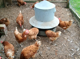 Rescue Ex Commercial Laying Hens Chickens