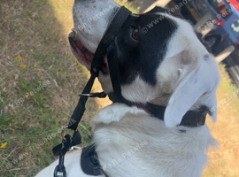 3 year old Labrador/collie mix