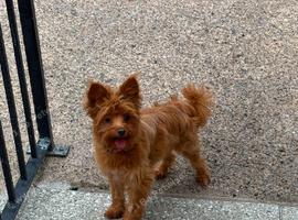 Yorkie poo