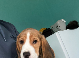 Buddy the beagle
