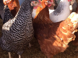 Laying hens