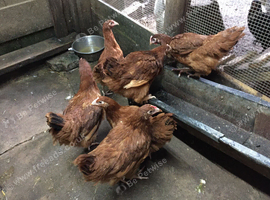 6 Columbian Blacktail POL Available