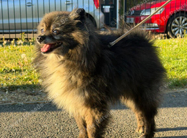 Beautiful Pomeranian Rex