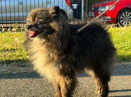 Beautiful Pomeranian Rex