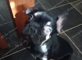 15 week old French bulldog(last of litter)