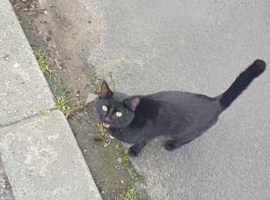 Black domestic shorthair cat