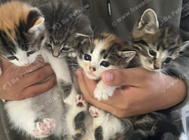 Kittens