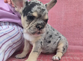 French Bulldog puppies
