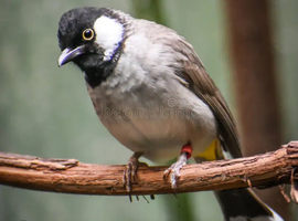 Looking for Bulbul bird (Iraqi BulBul