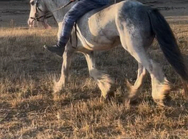 Blagdon mare 4 year old riding pony