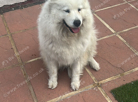 Beautiful female Samoyed for sale