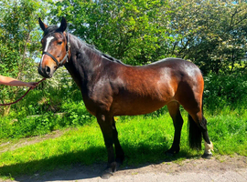 14.3 3 YO MARE