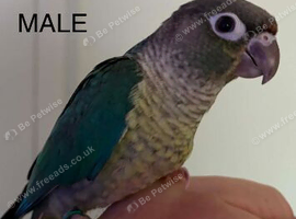 Hand reared conure
