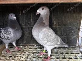 Selling 2 pigeons