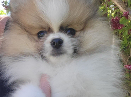 Pedigree Pomeranian puppies for sale