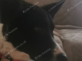 Border Collie Puppy