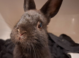 2 Male Lionhead Dwarf Rabbits (+ Optional Setup)