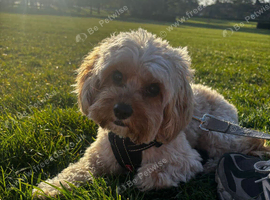 Cavapoo for Stud