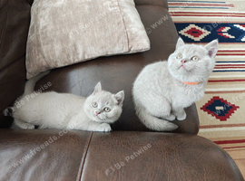 Ready to leave now- Last 2 lilac british shorthair girls