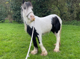 willow
