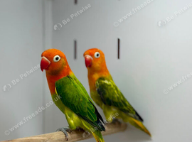Love birds
