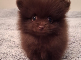 FEMALE chocolate  Pomeranin NOW READY