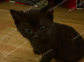 2 Black Boys kittens