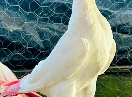 Pigeon