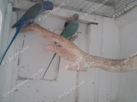 Breeding pair's of Ringnecks