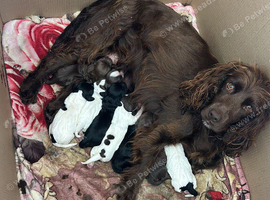 Cocker spaniel