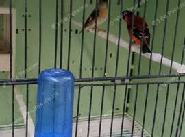Red siskins for sale